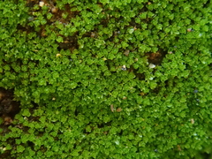Gymnostomum viridulum