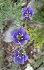 Polemonium acutiflorum