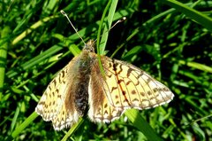 Boloria pales