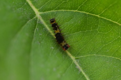 Lymantriinae