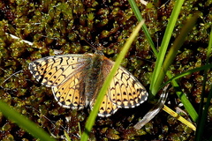 Boloria pales