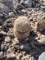 Escobaria chlorantha