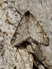 Alsophila aescularia