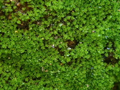 Gymnostomum viridulum