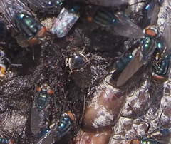 Dermestes