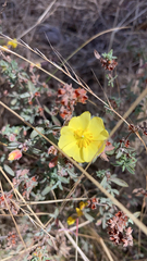 Crocanthemum glomeratum
