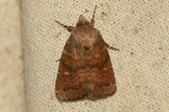 Pseudorthodes vecors