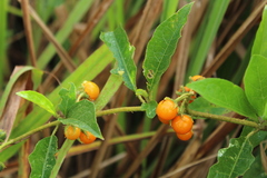 Solanum volubile