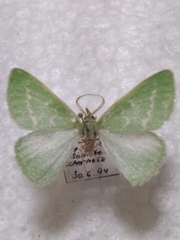 Thetidia smaragdaria