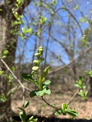 Exochorda