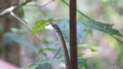 Dendrelaphis grandoculis