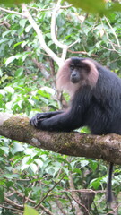 Macaca silenus