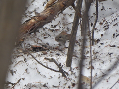 Clethrionomys gapperi