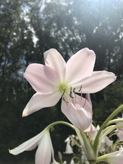 Zephyranthes robusta
