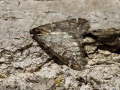 Alsophila aescularia