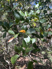 Quercus myrtifolia