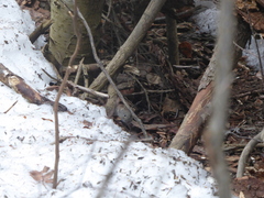 Clethrionomys gapperi