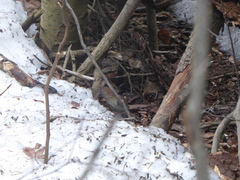 Clethrionomys gapperi