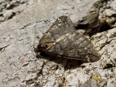 Alsophila aescularia