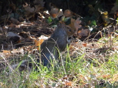 Sciurus carolinensis