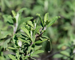 Salvia mellifera