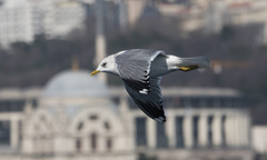 Larus