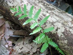 Athyrium asplenioides