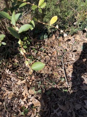 Lonicera fragrantissima