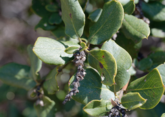 Garrya elliptica