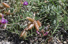Astragalus missouriensis