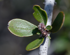 Ceanothus cuneatus