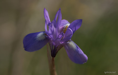 Moraea sisyrinchium