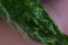 Uroleucon erigeronense