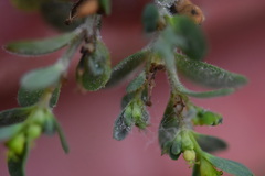 Podosphaera euphorbiae