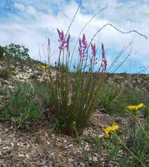 Polygala cretacea