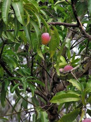Mangifera indica