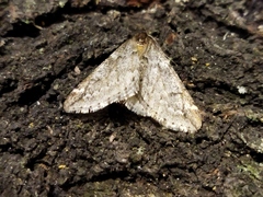 Alsophila aescularia