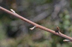 Toxicodendron diversilobum
