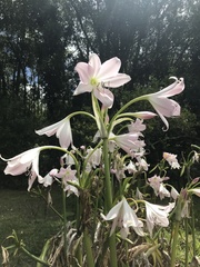 Zephyranthes robusta