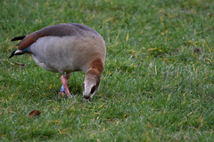 Alopochen aegyptiaca