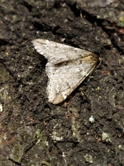 Alsophila aescularia