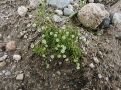 Sagina saginoides