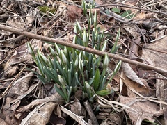 Galanthus nivalis