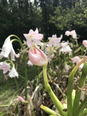 Zephyranthes robusta