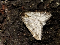 Alsophila aescularia