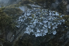 Parmelina tiliacea