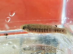 Fundulus confluentus