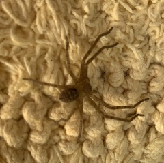 Curicaberis culiacan