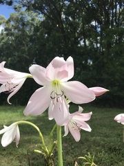 Zephyranthes robusta