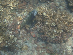 Novaculichthys taeniourus